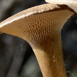 Lentinus arcularius at Deakin, ACT - 9 Oct 2020 04:27 PM