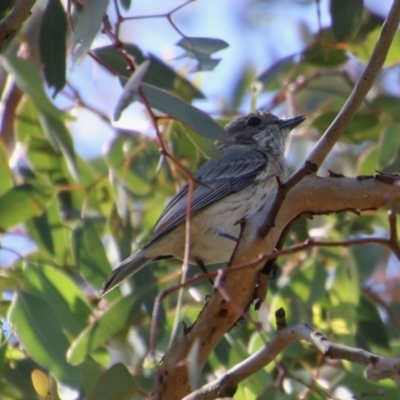 Pachycephala rufiventris (Rufous Whistler) at GG38 - 10 Oct 2020 by LisaH