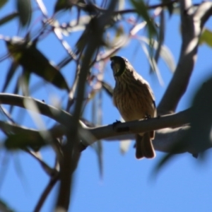 Pachycephala rufiventris at Deakin, ACT - 10 Oct 2020