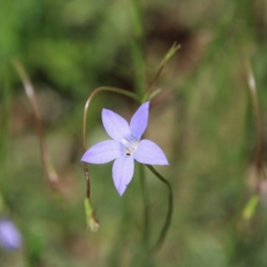 Wahlenbergia sp. at Hughes, ACT - 10 Oct 2020 11:57 AM