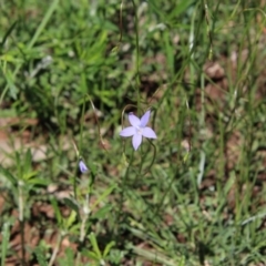 Wahlenbergia sp. at Hughes, ACT - 10 Oct 2020 11:57 AM