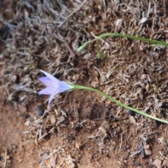 Wahlenbergia sp. at Hughes, ACT - 10 Oct 2020 11:57 AM