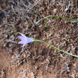 Wahlenbergia sp. at Hughes, ACT - 10 Oct 2020 11:57 AM