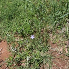 Wahlenbergia sp. at Hughes, ACT - 10 Oct 2020 11:57 AM