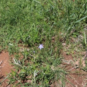 Wahlenbergia sp. at Hughes, ACT - 10 Oct 2020 11:57 AM