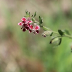 Silene gallica var. quinquevulnera (Five-wounded Catchfly) at Hughes, ACT - 10 Oct 2020 by LisaH