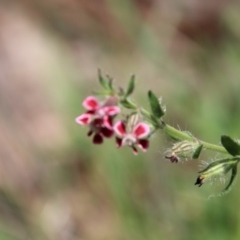 Silene gallica var. quinquevulnera at Hughes, ACT - 10 Oct 2020