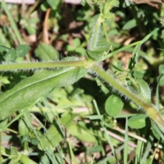 Silene gallica var. quinquevulnera at Hughes, ACT - 10 Oct 2020 11:58 AM