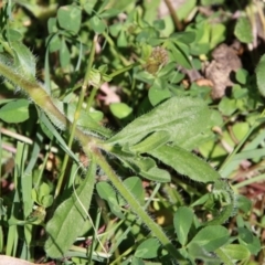 Silene gallica var. quinquevulnera at Hughes, ACT - 10 Oct 2020 11:58 AM