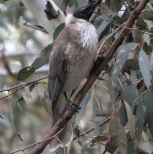 Philemon corniculatus at Hughes, ACT - 10 Oct 2020 05:31 PM