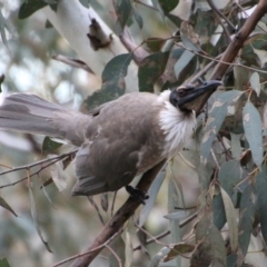 Philemon corniculatus at Hughes, ACT - 10 Oct 2020 05:31 PM