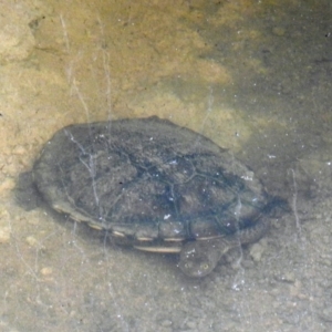 Chelodina longicollis at Kambah, ACT - 10 Oct 2020 04:41 PM