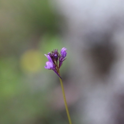 Linaria pelisseriana (Pelisser's Toadflax) at Federal Golf Course - 10 Oct 2020 by LisaH