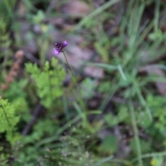 Linaria pelisseriana at Hughes, ACT - 10 Oct 2020