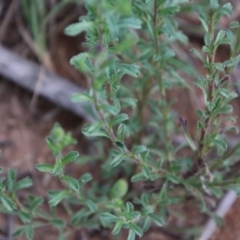 Vittadinia cuneata var. cuneata at Hughes, ACT - 10 Oct 2020