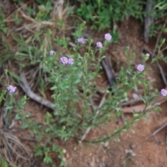 Vittadinia cuneata var. cuneata at Hughes, ACT - 10 Oct 2020