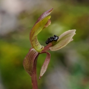 Chiloglottis trapeziformis at Acton, ACT - 10 Oct 2020