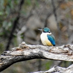 Todiramphus sanctus at Kambah, ACT - 10 Oct 2020