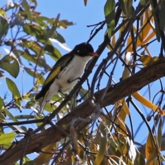 Grantiella picta at Majura, ACT - 10 Oct 2020