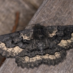 Melanodes anthracitaria (Black Geometrid) at Melba, ACT - 3 Oct 2020 by kasiaaus