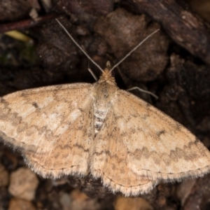 Scopula rubraria at Melba, ACT - 3 Oct 2020