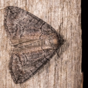 Dysbatus singularis at Melba, ACT - 3 Oct 2020