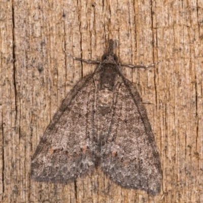 Microdes squamulata (Dark-grey Carpet) at Melba, ACT - 3 Oct 2020 by kasiaaus