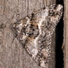 Gastrinodes argoplaca (Cryptic Bark Moth) at Melba, ACT - 3 Oct 2020 by kasiaaus