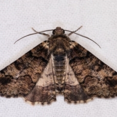 Cryphaea xylina (Woodland Geometrid) at Melba, ACT - 3 Oct 2020 by kasiaaus