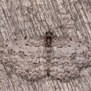 Phelotis cognata at Melba, ACT - 3 Oct 2020