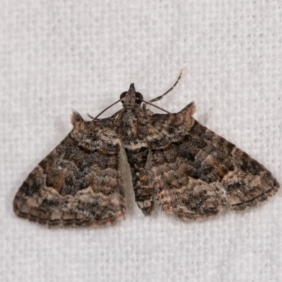 Phrissogonus laticostata (Apple looper moth) at Melba, ACT - 3 Oct 2020 by kasiaaus