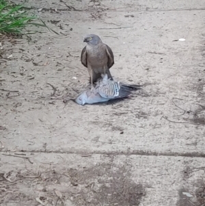 Accipiter cirrocephalus at Flynn, ACT - 10 Oct 2020