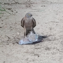 Accipiter cirrocephalus at Flynn, ACT - 10 Oct 2020