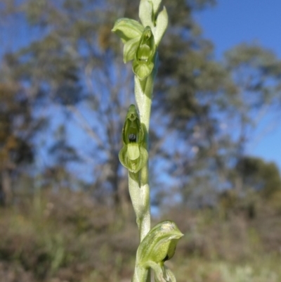 Hymenochilus bicolor (Black-tip Greenhood) at Theodore, ACT - 10 Oct 2020 by Owen