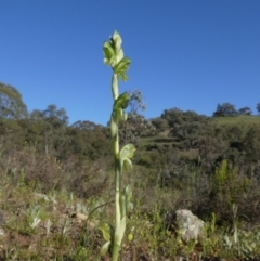 Hymenochilus bicolor at Theodore, ACT - 11 Oct 2020