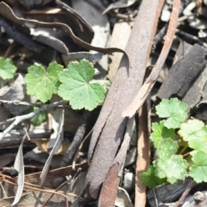 Hydrocotyle laxiflora at Wamboin, NSW - 11 Sep 2020