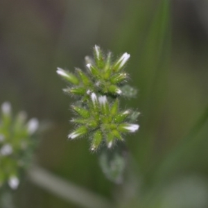 Cerastium glomeratum at Kowen, ACT - 12 Sep 2020