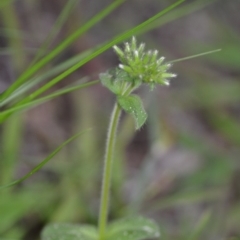 Cerastium glomeratum at Kowen, ACT - 12 Sep 2020