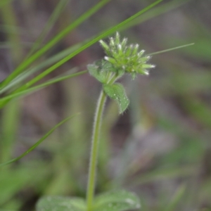 Cerastium glomeratum at Kowen, ACT - 12 Sep 2020