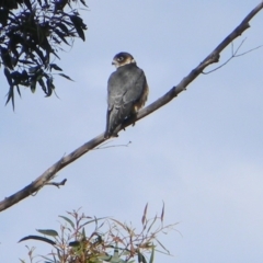 Falco longipennis (Australian Hobby) at Tathra, NSW - 10 Oct 2020 by Steve Mills