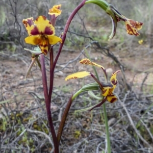 Diuris pardina at Sutton, NSW - 8 Oct 2020