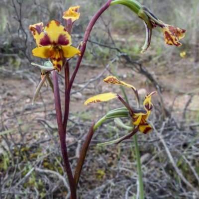 Diuris pardina (Leopard Doubletail) at Mulligans Flat - 8 Oct 2020 by C_mperman