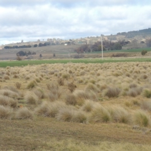 Poa labillardierei at Bombala, NSW - 21 Jul 2020