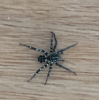 Nyssus albopunctatus (White-spotted swift spider) at Tathra, NSW - 3 Oct 2020 by SteveMills