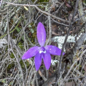 Glossodia major at Sutton, NSW - 8 Oct 2020