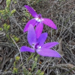 Glossodia major at Sutton, NSW - suppressed