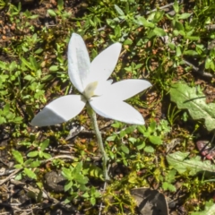 Glossodia major at Sutton, NSW - suppressed