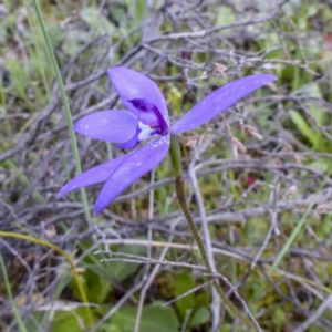 Glossodia major at Sutton, NSW - 8 Oct 2020