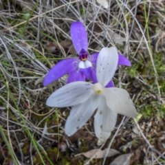 Glossodia major at Sutton, NSW - suppressed