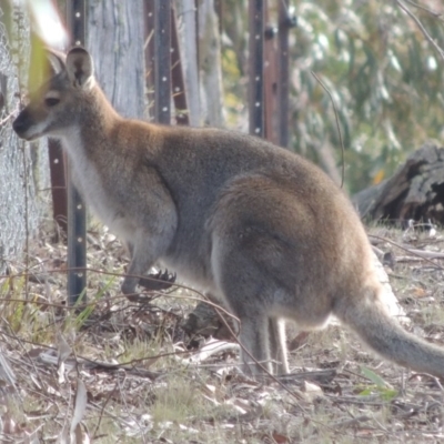 Notamacropus rufogriseus (Red-necked Wallaby) at Bombala, NSW - 21 Jul 2020 by michaelb